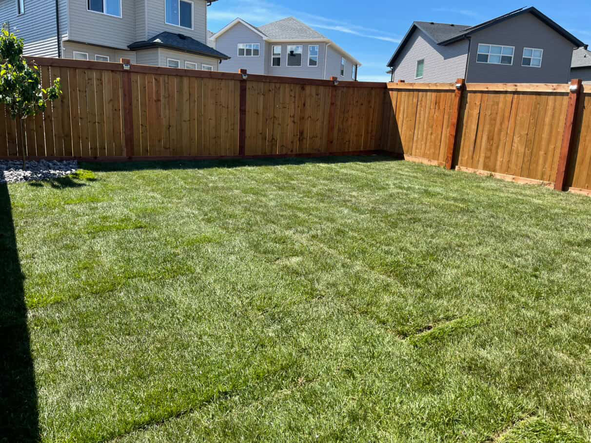 Established lawn after install